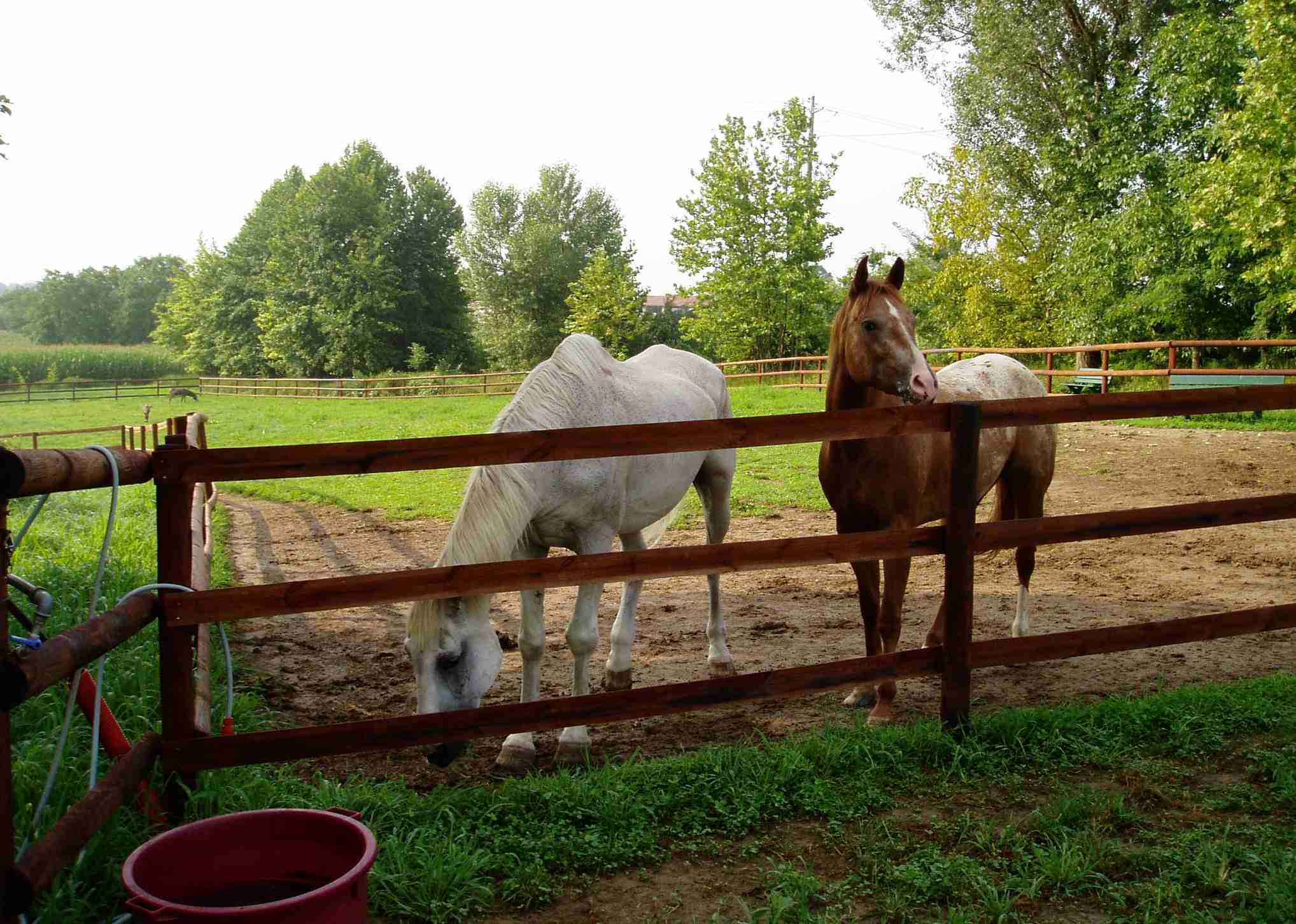 I Prodotti Mantedil Box Per Cavalli Scuderie Per Equitazione Giostre E Recinzioni Mantova Lombardia Italy